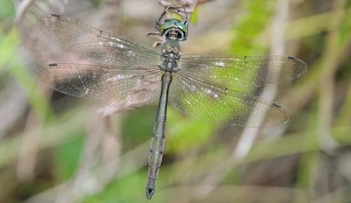 Réf. 298 975 : Hemicordulia sp.